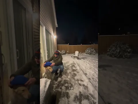 Dogs vs Loud Noises 🔊 Avelo Calming Cap 🤍