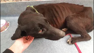 She Was Starving… A Dog’s Life Completely Transformed | Howl Of A Dog