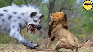 7 Animales Que Pueden Matar un León.