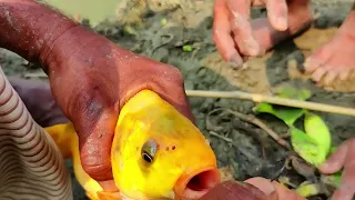 Hook Fishing - Traditional Hook Fishing - MR Fishing Life (Part-393)