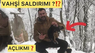 Bir Günde 5 Yavru  Ölmüş 😢 Sokak Hayvanları’nın Karlı Ormandaki Dıramını Görün !