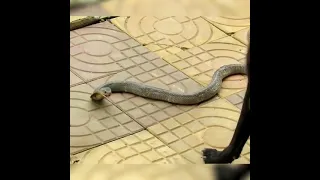 Dogs - combattimento cane contro cobra - Dog fight against Cobra