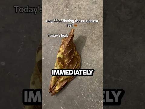 Loudest Leaf in the World
