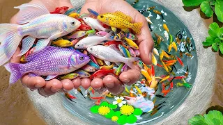 Stunning Beauty Fish Catch | Relaxing Fishing Vlog