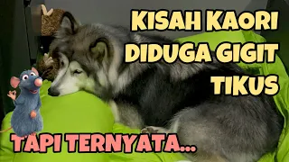 STORYTIME: KAORI DIDUGA GIGIT TIKUS
