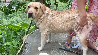 Sunday ko nehla diyaa 😜 || labra rubi || #labradordog #labra #dog #trendingvideo