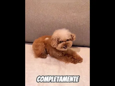 O CACHORRO MAIS AGITADO SURPREENDEU TODO MUNDO! 😱🐶