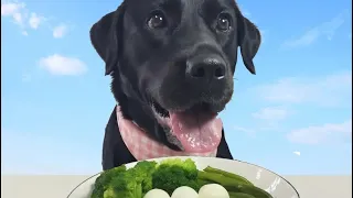 Tipos de comida que o Negão já comeu! 🥗🥬🥩🍚😋