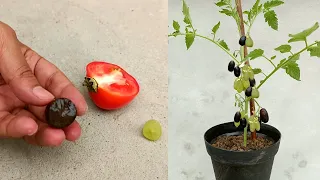 Grow grapes in tomato tree || grow grapes