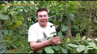 O poder medicinal do Boldo africano ( estomalina)