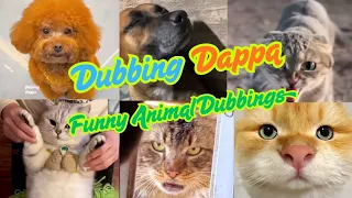 Funny Animals Dubbing compilations  in Tamil 🤣 #dubbingdappa #catvideos #dogvideos #funnyanimals