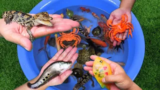 Catching Crocodile, Crab, Neon Fish, Turtles, Koi Carps, Goldfish, Betta Fish Cute Animals Video