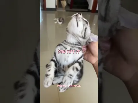How to pick the perfect kitty 🐱💕