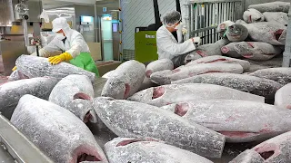 한달에 11000마리를 생산하는 참치공장? 하루 20톤씩 어마어마한 양의 참치를 생산 하는 과정┃tuna factory / Korean food factory
