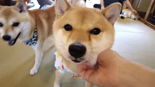 CUTEST Shiba (Mameshiba) Dog Cafe in Harajuku, Tokyo