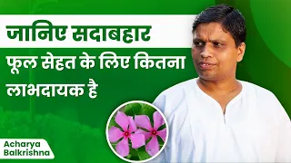 जानिए सदाबहार फूल सेहत के लिए कितना लाभदायक है || Acharya Balkrishna