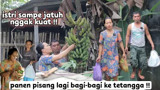 Istri sampe jatuh !! panen pisang bagi bagi ke tetangga