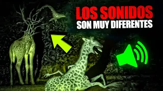 Unnatural Habitat: los sonidos que producen los animales