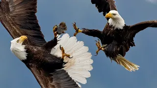One Shark. A Sky Full of Eagles. The Craziest Battle Ever I've Ever Filmed!!