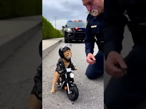 miau