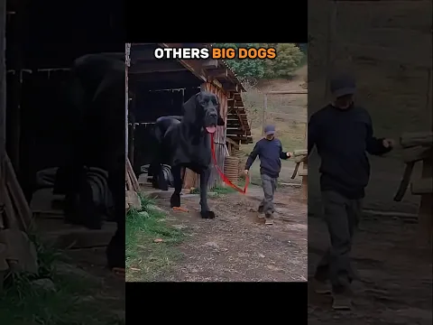 Other Big Dogs vs last one #shorts #dogs #dog