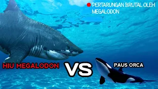 MEGALODON VS PAUS ORCA, SIAPA PEMENANG NYA.?? #shorts #hiumegalodon #hiumegalodonvspausraksasa