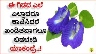 ಶಂಖ ಪುಷ್ಪ ಔಷಧೀಯ ಗುಣಗಳು | Health Benefits of Shankapushpa (Clitoria Ternatea,Butterfly Pea)in kannada