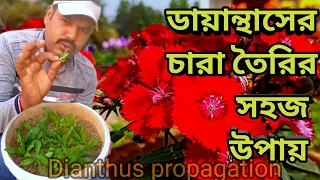 ডায়ান্থাসের চারা তৈরির সহজ উপায় || How to grow Dianthus cutting easily || Dianthus plant propagation