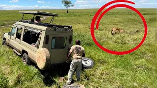 Se nos atascó el coche… con un león al lado 😨