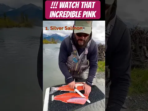 Filleting Salmon vs Mackerel 🐟🔪 #Salmon #Mackerel #filletfish  #Seafood #Shorts #fun #enertainment