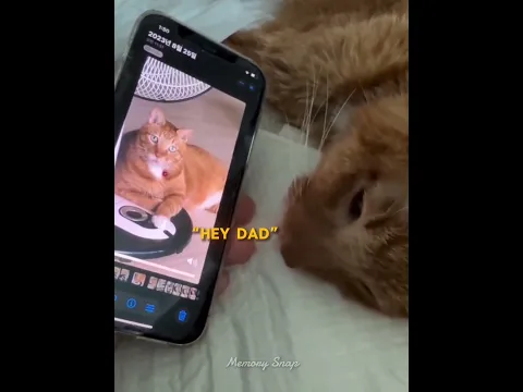 A Cat’s Final Moments… Then He Heard His Owner’s Voice ❤️‍🩹🐈
