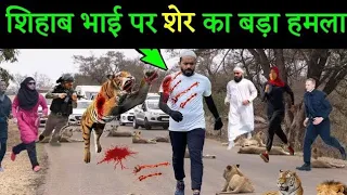 Sher Ne Shihab Chottur par Kiya Hamla Kar Diya | Shihab chottur Current  Location Today Story