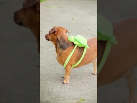 Mira un capibara 😂
