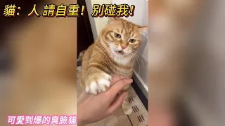 貓🐱：人 請自重💢！別碰我嗷💡！ 可愛到爆炸的臭臉貓貓合集💥💖
