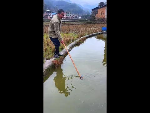 Today's Harvest: Fishing with Nets #fishing #fishingnet #satisfying