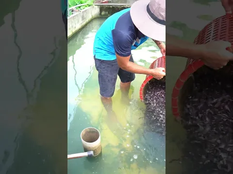 THẢ CÁ SỐ LƯỢNG LỚN