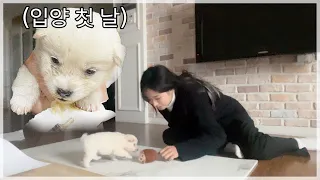 𝙲𝚑𝚊𝚙.𝟷 유기견센터에서 입양한 1개월 시고르자브종 쿠모 성장 일기☁️ ㅣ쿠모의 일상