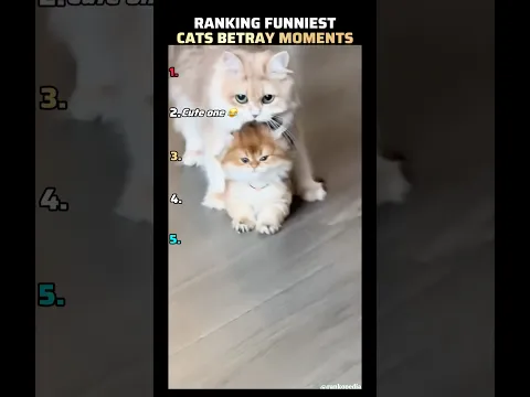 Ranking Top 5 Funniest  Cat Betrayals! 😼 #shorts