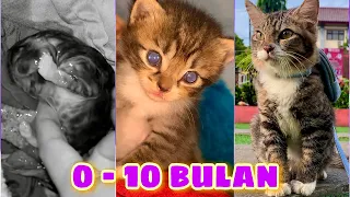 TIMELAPSE KUCING 0 SAMPAI 10 BULAN (Mio Sundul)