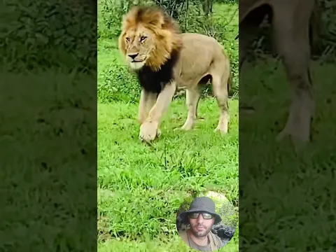 هجوم الاسد على وحيد القرن #الحياةالبرية