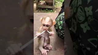 Live: Adorable Baby monkey with Mom KT 02-17-25