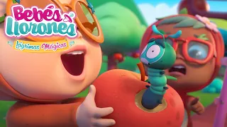 El simpático GUSANO 🐛 TUTTI FRUTTI 🍉 Bebés Llorones 💧 LÁGRIMAS MÁGICAS 💕 Dibujos animados en español