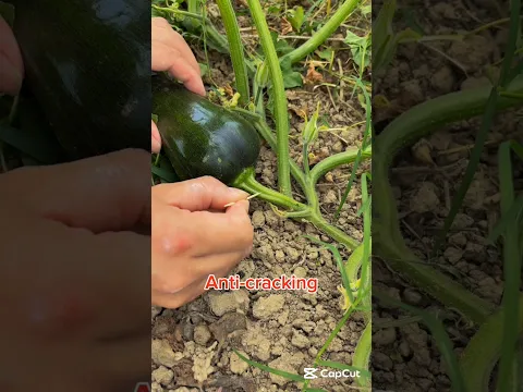 Tips to increase pumpkin yields #smartfarming #organicfarming #gardeningtips