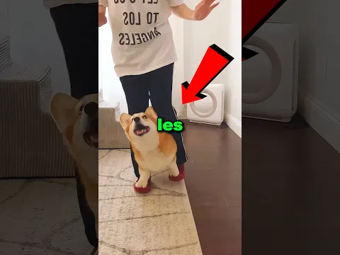 Nunca les enseñes a bailar a tus perros 😱😳 #shorts
