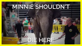 Minnie The Elephant’s Defeated Eyes Will Leave You Heartbroken