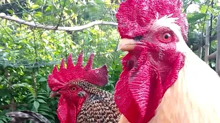 TENEMOS UNOS LINDOS #GALLOS CANTANDO EN #youtubevideo #rooster
