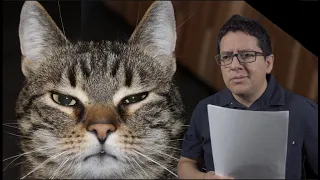 Los Gatos son Animales Semi Domesticados
