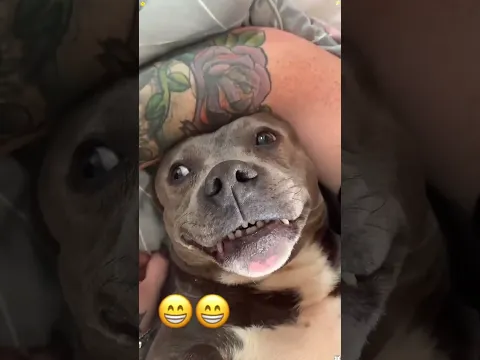 I kissed my dog and THIS happened 🐶😳 #shorts #dog #funnydog #fypシ゚viral #pets #viral