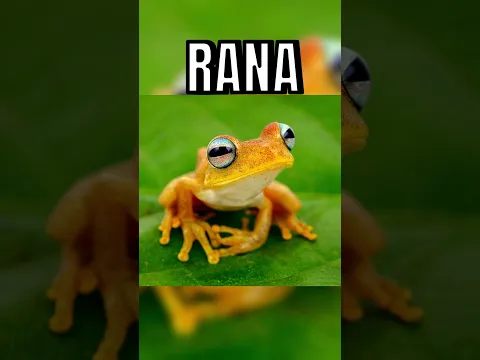 ANIMALES MUERTOS MOVIENDOSE EN CAMARA 🐸😨 #youtube #youtubeshorts #shorts