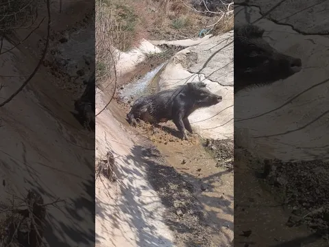 Amazing Wild Boar Sliding In Mountain 🐗⛰️💨 #warthog #pig #boar #viral #short #wildpig #wildlife